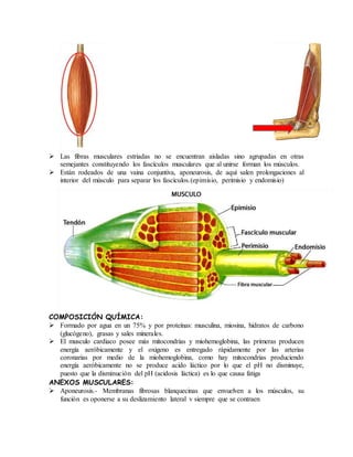  Las fibras musculares estriadas no se encuentran aisladas sino agrupadas en otras
semejantes constituyendo los fascículos musculares que al unirse forman los músculos.
 Están rodeados de una vaina conjuntiva, aponeurosis, de aquí salen prolongaciones al
interior del músculo para separar los fascículos.(epimisio, perimisio y endomisio)
COMPOSICIÓN QUÍMICA:
 Formado por agua en un 75% y por proteínas: musculina, miosina, hidratos de carbono
(glucógeno), grasas y sales minerales.
 El musculo cardiaco posee más mitocondrias y miohemoglobina, las primeras producen
energía aeróbicamente y el oxigeno es entregado rápidamente por las arterias
coronarias por medio de la miohemoglobina, como hay mitocondrias produciendo
energía aeróbicamente no se produce acido láctico por lo que el pH no disminuye,
puesto que la disminución del pH (acidosis láctica) es lo que causa fatiga
ANEXOS MUSCULARES:
 Aponeurosis.- Membranas fibrosas blanquecinas que envuelven a los músculos, su
función es oponerse a su deslizamiento lateral v siempre que se contraen
 