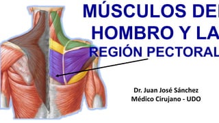 PA
MÚSCULOS DEL
HOMBRO Y LA
REGIÓN PECTORAL
Dr. Juan José Sánchez
Médico Cirujano - UDO
 