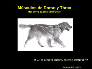 Músculos de Dorso y Tórax del perro  (Canis familiaris) M. en C. MISAEL RUBÉN OLIVER GONZÁLEZ Dorso Tórax PAPIME PE 202505 