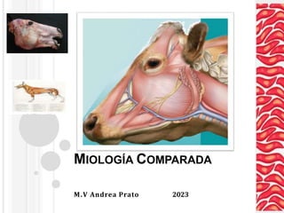 MIOLOGÍA COMPARADA
M.V Andrea Prato 2023
 