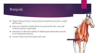 Braquial.
 Origen: Ocupa el Surco músculo espinal (superficie proximal y caudal)
del húmero.
 Inserción: Superficie medial del tercio proximal del radio, cerca del
músculo extensor carporradial.
 Inervación: N. Músculo cutáneo. N. Radial (parte lateral del músculo)
en la mitad de los equinos.
 Función: Flexor de la Articulación del codo.
 