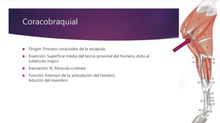 Coracobraquial
 Origen: Proceso coracoides de la escápula.
 Inserción: Superficie media del tercio proximal del húmero, dista al
tubérculo mayor.
 Inervación: N. Músculo cutáneo
 Función: Extensor de la articulación del hombro.
Aductor del miembro.
 