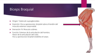 Bíceps Braquial
 Origen: Tubérculo supraglenoideo.
 Inserción: Vía su aponeurosis, bicipital sobre el tendón del
músculo extensor carporradial.
 Inervación: N. Musculo cutáneo.
 Función: Extensor de la articulación del hombro.
Flexor de la articulación del codo.
Vía su aponeurosis bicipital estabiliza el carpo.
 