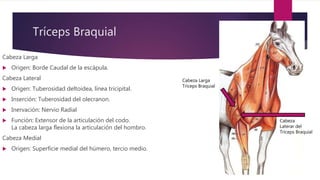 Tríceps Braquial
Cabeza Larga
 Origen: Borde Caudal de la escápula.
Cabeza Lateral
 Origen: Tuberosidad deltoidea, línea tricipital.
 Inserción: Tuberosidad del olecranon.
 Inervación: Nervio Radial
 Función: Extensor de la articulación del codo.
La cabeza larga flexiona la articulación del hombro.
Cabeza Medial
 Origen: Superficie medial del húmero, tercio medio.
Cabeza Larga
Tríceps Braquial
Cabeza
Lateral del
Tríceps Braquial
 