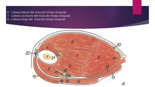 6.- Cabeza lateral del músculo tríceps braquial.
7.- Cabeza accesoria del músculo tríceps braquial.
8.- Cabeza larga del músculo bíceps braquial
 