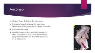 Ancóneo
 Origen: Borde de la fosa del olecranon.
 Inserción: Superficie lateral del olecranon.
No se separa fácilmente del m. tríceps branquial.
 Inervación: N. Radial
 Función: Extensor de la articulación del codo.
Eleva cápsula de la articulación evitando que
sea pinzado (pellizcado) durante la extensión
de la articulación.
 