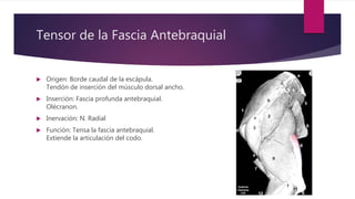 Tensor de la Fascia Antebraquial
 Origen: Borde caudal de la escápula.
Tendón de inserción del músculo dorsal ancho.
 Inserción: Fascia profunda antebraquial.
Olécranon.
 Inervación: N. Radial
 Función: Tensa la fascia antebraquial.
Extiende la articulación del codo.
 