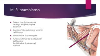 M. Supraespinoso
 Origen: Fosa Supraespinosa,
cartílago escapular, espina
escapular.
 Inserción: Tubérculo mayor y menor
del húmero.
 Inervación: N. Supraescapular
 Función: Extensor de la articulación
del hombro.
Estabiliza la articulación del
hombro.
 