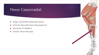 Flexor Carporradial
 Origen: Epicóndilo medial del húmero.
 Inserción: Base del hueso metacarpiano II
 Inervación: N. Mediano
 Función: Flexor del carpo
 