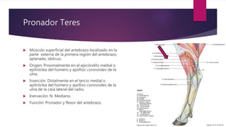 Pronador Teres
 Músculo superficial del antebrazo localizado en la
parte externa de la primera región del antebrazo;
aplanado, oblicuo.
 Origen: Proximalmente en el epicóndilo medial o
epitróclea del húmero y apófisis coronoides de la
ulna.
 Inserción: Distalmente en el tercio medial o
apitróclea del húmero y apófisis coronoides de la
ulna de la cara lateral del radio.
 Inervación: N. Mediano.
 Función: Pronador y flexor del antebrazo.
 