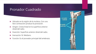 Pronador Cuadrado
 Ubicado en la región de la muñeca. Con una
leve contracción produce la pronación.
 Origen: Cresta lineal en la superficie anterior
distal del radio.
 Inserción: Superficie anterior distal del radio.
 Inervación: N. Mediano.
 Función: Es el pronador principal del antebrazo.
 