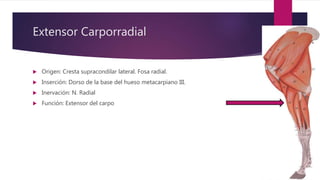 Extensor Carporradial
 Origen: Cresta supracondilar lateral. Fosa radial.
 Inserción: Dorso de la base del hueso metacarpiano III.
 Inervación: N. Radial
 Función: Extensor del carpo
 