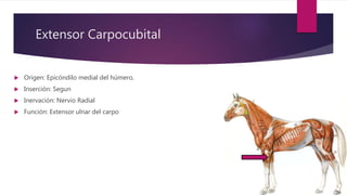 Extensor Carpocubital
 Origen: Epicóndilo medial del húmero.
 Inserción: Segun
 Inervación: Nervio Radial
 Función: Extensor ulnar del carpo
 