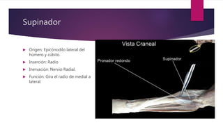 Supinador
 Origen: Epicónodilo lateral del
húmero y cúbito.
 Inserción: Radio
 Inervación: Nervio Radial.
 Función: Gira el radio de medial a
lateral.
 