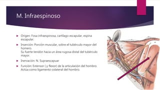 M. Infraespinoso
 Origen: Fosa infraespinosa, cartílago escapular, espina
escapular.
 Inserción: Porción muscular, sobre el tubérculo mayor del
húmero.
Su fuerte tendón hacia un área rugosa distal del tubérculo
mayor.
 Inervación: N. Supraescapuar
 Función: Extensor ( y flexor) de la articulación del hombro.
Actúa como ligamento colateral del hombro.
 