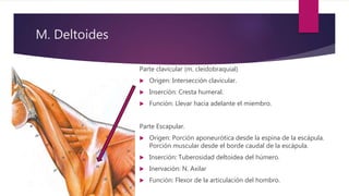 M. Deltoides
Parte clavicular (m. cleidobraquial)
 Origen: Intersección clavicular.
 Inserción: Cresta humeral.
 Función: Llevar hacia adelante el miembro.
Parte Escapular.
 Origen: Porción aponeurótica desde la espina de la escápula.
Porción muscular desde el borde caudal de la escápula.
 Inserción: Tuberosidad deltoidea del húmero.
 Inervación: N. Axilar
 Función: Flexor de la articulación del hombro.
 