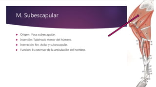 M. Subescapular
 Origen: Fosa subescapular.
 Inserción: Tubérculo menor del húmero.
 Inervación: Nn. Axilar y subescapular.
 Función: Es extensor de la articulación del hombro.
 