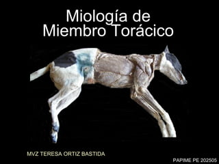 Miología de  Miembro Torácico  MVZ TERESA ORTIZ BASTIDA PAPIME PE 202505 