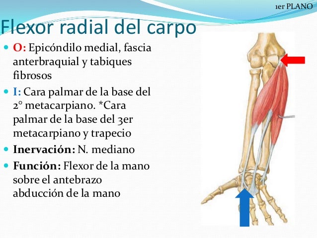 Miología de miembro superior