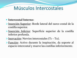 Músculos Intercostales
 Intercostal Interno:
 Inserción Superior: Borde lateral del surco costal de la

costilla superior.
 Inserción Inferior: Superficie superior de la costilla
inferior profunda.
 Inervación: Nervios intercostales (T1 – T11).
 Función: Activo durante la inspiración, da soporte al
espacio intercostal y mueve las costillas inferiormente.

 