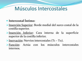 Músculos Intercostales
 Intercostal Íntimo:
 Inserción Superior: Borde medial del surco costal de la

costilla superior.
 Inserción Inferior: Cara interna de la superficie
superior de la costilla inferior.
 Inervación: Nervios intercostales (T1 – T11).
 Función: Actúa con los músculos intercostales
internos.

 