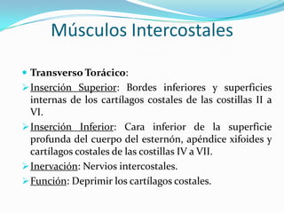 Músculos Intercostales
 Transverso Torácico:
 Inserción Superior: Bordes inferiores y superficies

internas de los cartílagos costales de las costillas II a
VI.
 Inserción Inferior: Cara inferior de la superficie
profunda del cuerpo del esternón, apéndice xifoides y
cartílagos costales de las costillas IV a VII.
 Inervación: Nervios intercostales.
 Función: Deprimir los cartílagos costales.

 