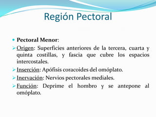 Región Pectoral
 Pectoral Menor:
 Origen: Superficies anteriores de la tercera, cuarta y

quinta costillas, y fascia que cubre los espacios
intercostales.
 Inserción: Apófisis coracoides del omóplato.
 Inervación: Nervios pectorales mediales.
 Función: Deprime el hombro y se antepone al
omóplato.

 