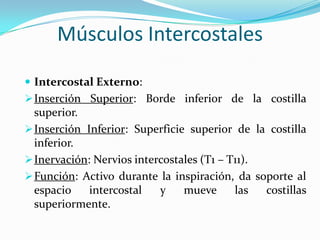 Músculos Intercostales
 Intercostal Externo:
 Inserción Superior: Borde inferior de la costilla

superior.
 Inserción Inferior: Superficie superior de la costilla
inferior.
 Inervación: Nervios intercostales (T1 – T11).
 Función: Activo durante la inspiración, da soporte al
espacio
intercostal
y
mueve
las
costillas
superiormente.

 