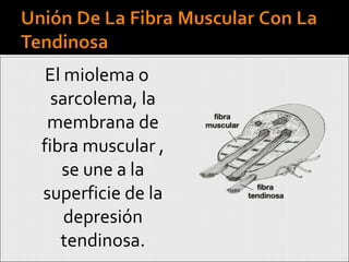 El miolema o sarcolema, la membrana de fibra muscular , se une a la superficie de la depresión tendinosa. 