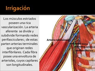 Los músculos estriados poseen una rica vascularización. La arteria aferente  se divide y subdivide formando redes perifasciculares ; de estas parten arterias terminales  que originan redes interfibrilares. Cada fibra posee una envoltura de arteriolas, cuyos capilares son longitudinales. 