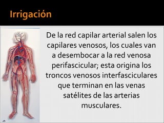 De la red capilar arterial salen los capilares venosos, los cuales van a desembocar a la red venosa perifascicular; esta origina los troncos venosos interfasciculares que terminan en las venas satélites de las arterias musculares. 