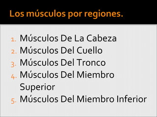 Músculos De La Cabeza Músculos Del Cuello Músculos Del Tronco Músculos Del Miembro Superior Músculos Del Miembro Inferior 