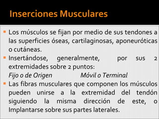 Los músculos se fijan por medio de sus tendones a las superficies óseas, cartilaginosas, aponeuróticas o cutáneas. Insertándose, generalmente,  por sus 2 extremidades sobre 2 puntos: Fijo o de Origen Móvil o Terminal Las fibras musculares que componen los músculos pueden unirse a la extremidad del tendón siguiendo la misma dirección de este, o Implantarse sobre sus partes laterales. 