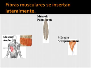 Músculo Ancho Músculo Penniforme Músculo Semipenniforme 