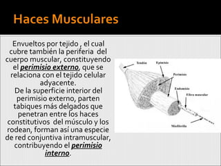 Envueltos por tejido , el cual cubre también la periferia  del cuerpo muscular, constituyendo el  perimisio externo , que se relaciona con el tejido celular adyacente. De la superficie interior del perimisio externo, parten tabiques más delgados que penetran entre los haces constitutivos  del músculo y los rodean, forman así una especie de red conjuntiva intramuscular, contribuyendo el  perimisio interno . 
