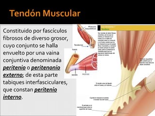 Constituido por fascículos fibrosos de diverso grosor, cuyo conjunto se halla envuelto por una vaina conjuntiva denominada  peritenio  o  peritenonio externo ; de esta parte tabiques interfasciculares, que constan  peritenio interno . 