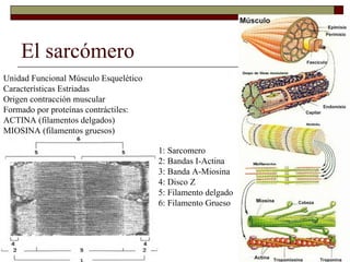 El sarcómero Unidad Funcional Músculo Esquelético Características Estriadas Origen contracción muscular Formado por proteínas contráctiles: ACTINA (filamentos delgados) MIOSINA (filamentos gruesos) 1: Sarcomero 2: Bandas I-Actina 3: Banda A-Miosina 4: Disco Z 5: Filamento delgado 6: Filamento Grueso 
