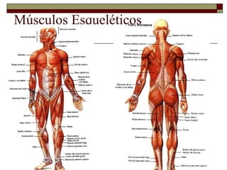 Músculos Esqueléticos 
