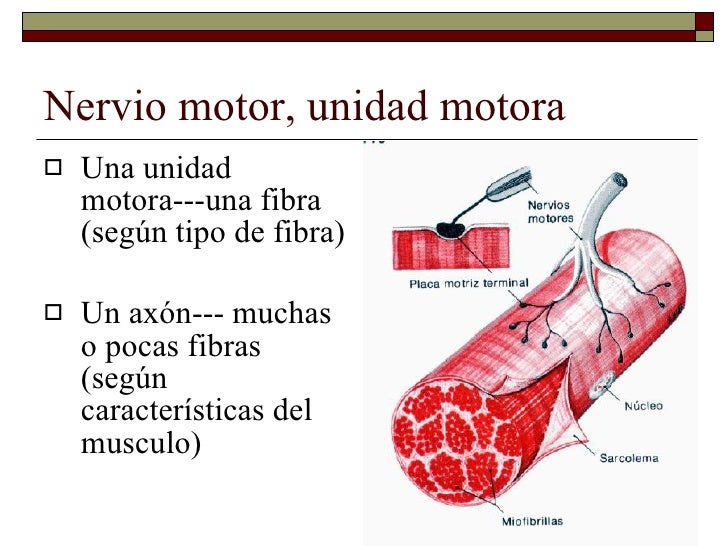 Miologia Miologia