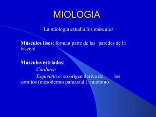 MIOLOGIAMIOLOGIA
La miología estudia los músculos
Músculos lisos: forman parte de las paredes de la
víscera
Músculos estriados:
Cardíaco
Esquelético: su origen deriva de los
somitos (mesodermo paraaxial ): miotomo
 
