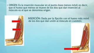 • ORIGEN: Es la inserción muscular en el punto óseo menos móvil; es decir, 
que el hueso que menos se mueve de los dos que dan inserción al 
músculo es el que se denomina origen. 
INSERCIÓN: Dada por la fijación con el hueso más móvil 
…………………….. de los dos que dan unión al músculo en cuestión. 
 