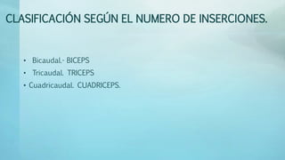 CLASIFICACIÓN SEGÚN EL NUMERO DE INSERCIONES. 
• Bicaudal.- BICEPS 
• Tricaudal. TRICEPS 
• Cuadricaudal. CUADRICEPS. 
 