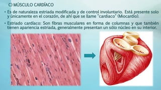 C) MÚSCULO CARDÍACO 
• Es de naturaleza estriada modificada y de control involuntario. Está presente solo 
y únicamente en el corazón, de ahí que se llame "cardiaco" (Miocardio). 
• Estriado cardíaco: Son fibras musculares en forma de columnas y que también 
tienen apariencia estriada, generalmente presentan un sólo núcleo en su interior. 
 