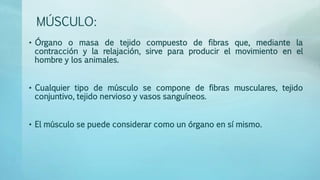 MÚSCULO: 
• Órgano o masa de tejido compuesto de fibras que, mediante la 
contracción y la relajación, sirve para producir el movimiento en el 
hombre y los animales. 
• Cualquier tipo de músculo se compone de fibras musculares, tejido 
conjuntivo, tejido nervioso y vasos sanguíneos. 
• El músculo se puede considerar como un órgano en sí mismo. 
 