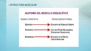 • ESTRUCTURA MUSCULAR 
 