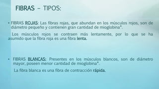 FIBRAS – TIPOS: 
• FIBRAS ROJAS: Las fibras rojas, que abundan en los músculos rojos, son de 
diámetro pequeño y contienen gran cantidad de mioglobina*. 
Los músculos rojos se contraen más lentamente, por lo que se ha 
asumido que la fibra roja es una fibra lenta. 
• FIBRAS BLANCAS: Presentes en los músculos blancos, son de diámetro 
mayor, poseen menor cantidad de mioglobina*. 
La fibra blanca es una fibra de contracción rápida. 
 