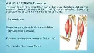 A) MUSCULO ESTRIADO (Esquelético) 
Los músculos de tipo esquelético son el tipo más abundante del sistema 
muscular. Forman el aparato locomotor junto al esqueleto (huesos y 
articulaciones) al que se une mediante los tendones. 
Características: 
-Conforma la mayor parte de la musculatura 
(40% del Peso Corporal). 
-Funciona con impulsos nerviosos (Voluntaria). 
-Tiene estrías bien desarrolladas. 
 