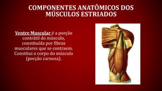 Miologia do corpo humano | PPTX