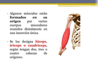 • Algunos músculos están
formados en su
origen por varios
cuerpos musculares
reunidos distalmente en
una inserción única.
• Se los designa biceps,
triceps o cuadriceps,
según tengan dos, tres o
cuatro cabezas de
origenes.
 