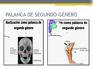 PALANCA DE SEGUNDO GÉNERO
 